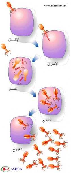 معلومات طبية معلومات طبية