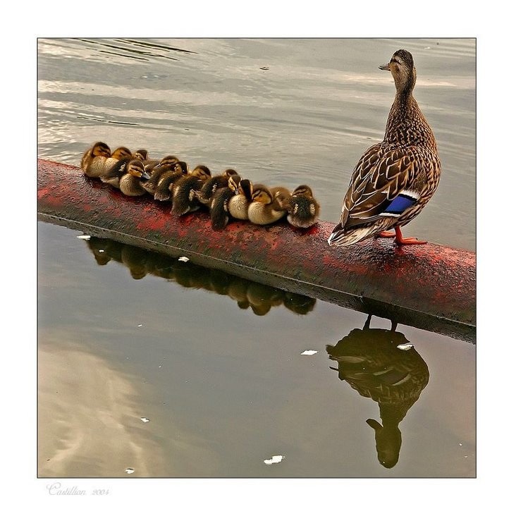 �� ����� �����