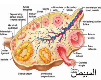 معلومات طبية معلومات طبية