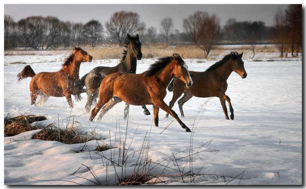 Лошади времен года. Табун лошадей. Лошади зимой. Лошади на природе. Стадо лошадей.