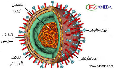 معلومات طبية معلومات طبية